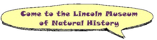 The Lincoln Museum of Natural History